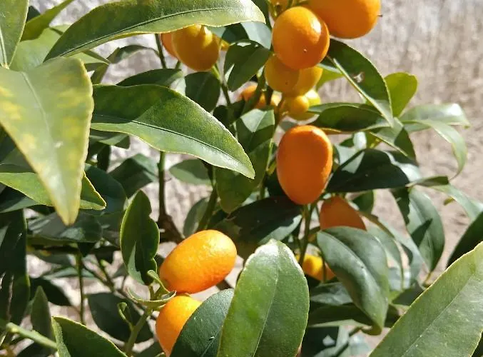 foto di Appartamento Dependance Sabrina Citta Giardino 