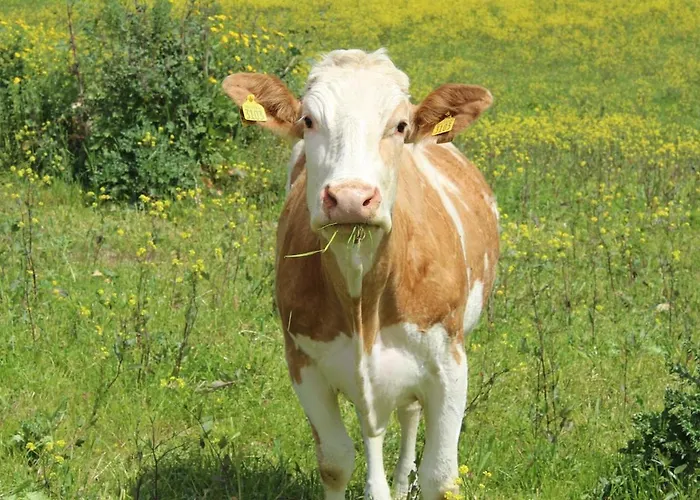 Il Pastore Chic Acquaviva Platani képek